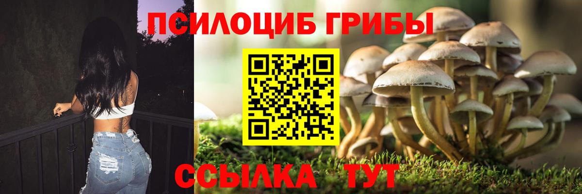 Кинель  Галлюциногенные грибы Psilocybine cubensis  Вход с VPN 